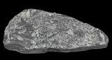 Wide Fossil Seed Fern Plate - Pennsylvania #66869-1